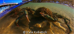 Large spider crab turns his attntion to me and the camera... by Dale Kobetich 